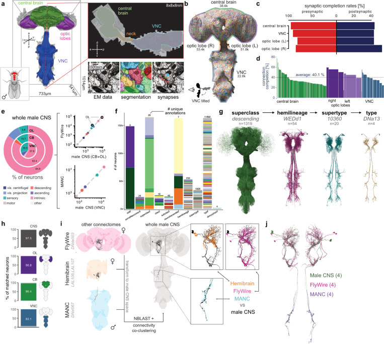 Berg preprint Figure 1: male fruit fly CNS reconstruction, electron microscopy, neuron annotations and comparisons with FlyWire and MANC.
