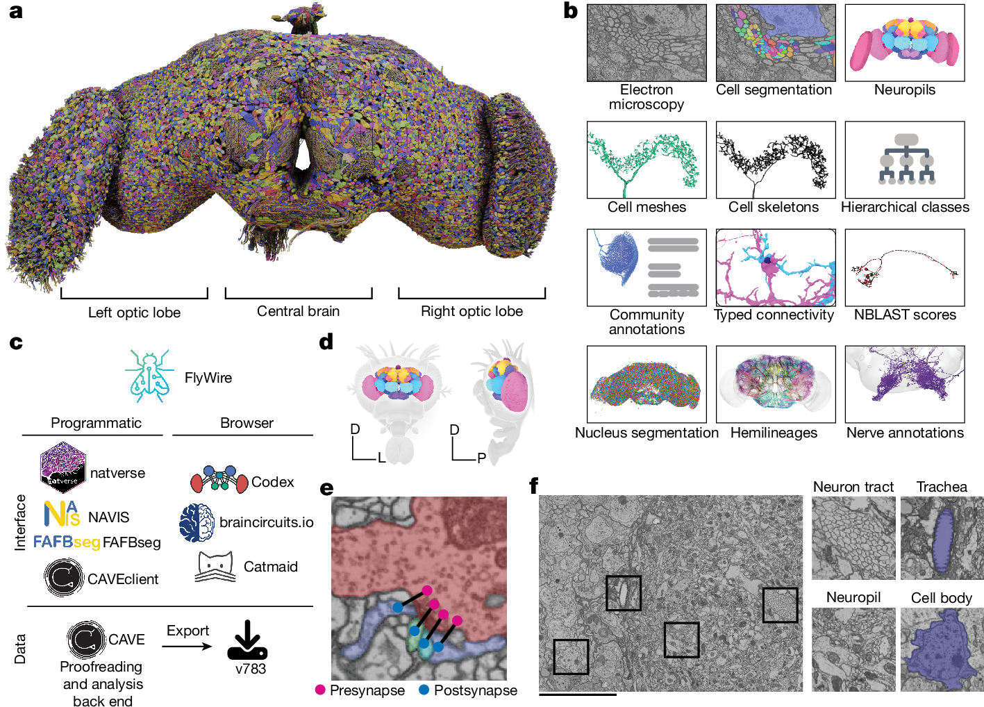 Dorkenwald et al., 2024, Figure 1: adult fly whole-brain reconstruction, electron microscopy, cell segmentation, neuron morphology and synapse annotations.