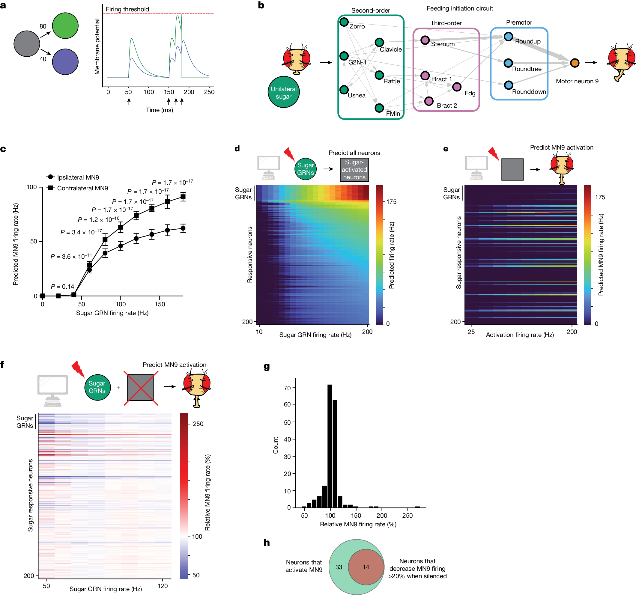 Shiu Figure 1: integrate-and-fire model, sugar-to-feeding circuit and neural stimulation and silencing response heatmaps.